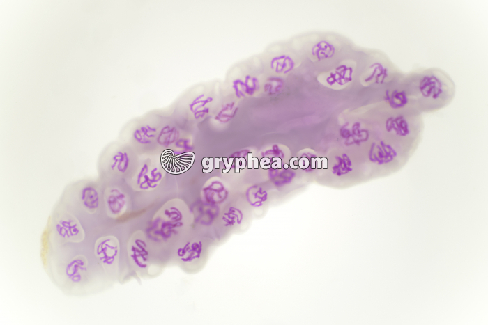 Glande salivaire de chironome entière montrant les chromosomes géants x25 - gryphea.org